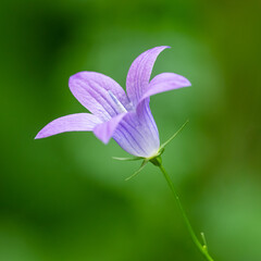 blossom of spreading bellflower (campanula patula)