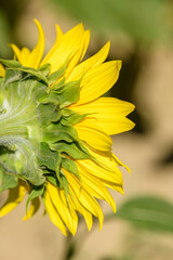 back of sunflower flower head
