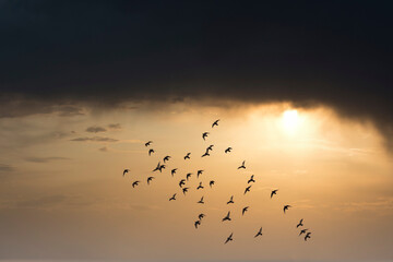 birds flying over the sunset sky 