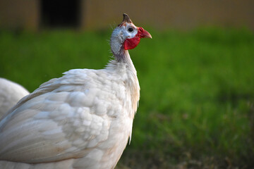 beautiful white Guinea fowl in the zoo. Close-up