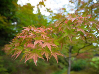 【秋】もみじ・紅葉