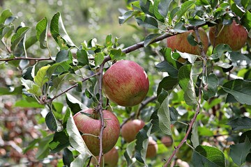 한국농촌의모습입니다