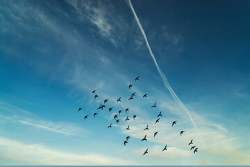 birds flying over the sunset clouds