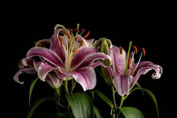 Two pink magenta tiger lily flowers on black background.