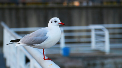 seagull on the pier