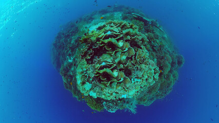 Underwater Scene Coral Reef. Underwater sea fish. Tropical reef marine. Colourful underwater seascape. Panglao, Bohol, Philippines.