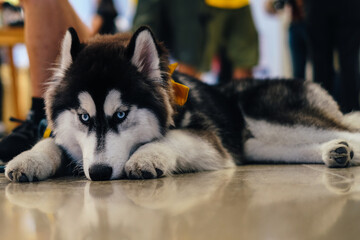 A dog posing for a picture