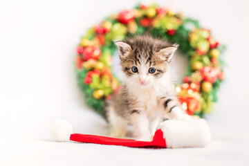 small gray tabby kitten crawls out of a sled cap, a Christmas wreath in the background