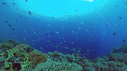 Coral reef underwater with fishes and marine life. Coral reef and tropical fish. Panglao, Bohol, Philippines.