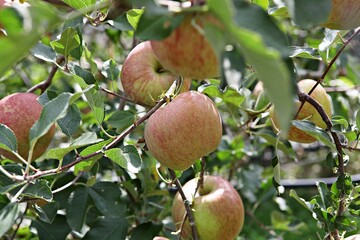 한국농촌의모습입니다