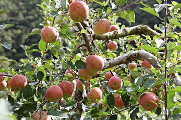 한국농촌의모습입니다