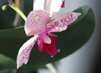 Naklejka na ściany i meble orchid in full beauty