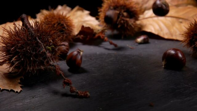 Ripe chestnuts are falling on the black surface on the background of chestnut leaves and shells