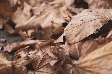 Beautiful autumn landscape. Colorful foliage in the park.