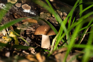 Cep mushroom in autumn forest