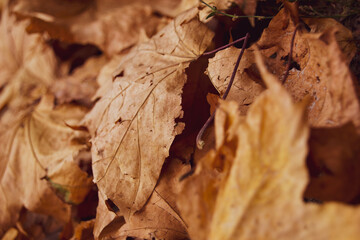 Beautiful autumn landscape. Colorful foliage in the park.