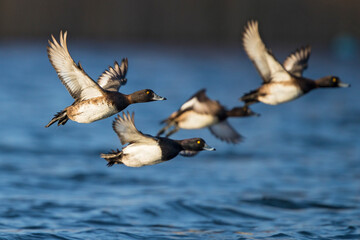 Tufted Duck (Aythya fuligula) flight shot, Baden-Wuerttemberg, Germany