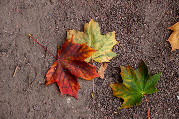 Beautiful autumn landscape. Colorful foliage in the park.