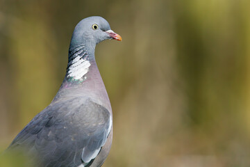 Common Wood Pigeon (Columba palumbus) close-up, Hesse, Germany
