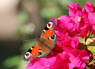 butterfly resting on the flower
