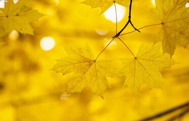 Yellow maple leaves on a twig in autumn