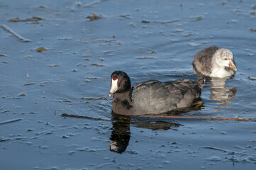 American Coot (Fulica americana) with chick in Malibu Lagoon, California, USA