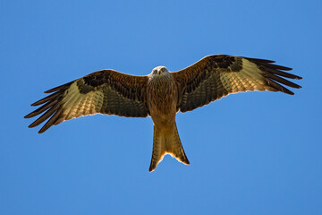 Red Kite (Milvus milvus) flying, Baden-Wuerttemberg, Germany