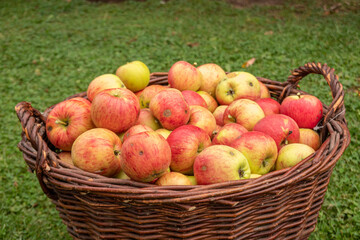 Obsternte weinernte Apfel Garten