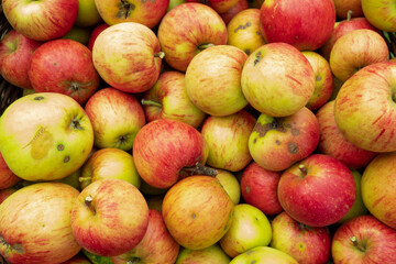 Fallonbst Äpfel Apfel