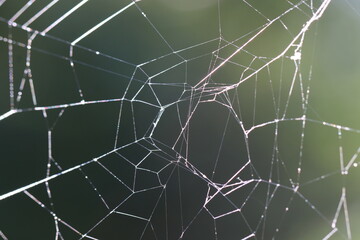 spider web