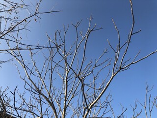 Tree without leaves. Blue sky.