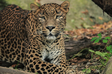 Ceylon leopard porter in the wild