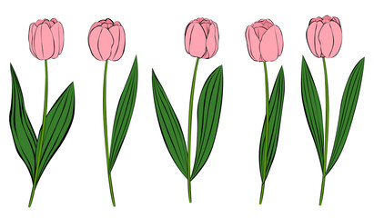 Set pink flowers tulips vector illustration