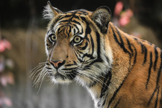 Portrait young sumatran tiger