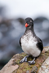 Parakeet Auklet (Aethia psittacula) at St. George Island, Pribilof Islands, Alaska, USA
