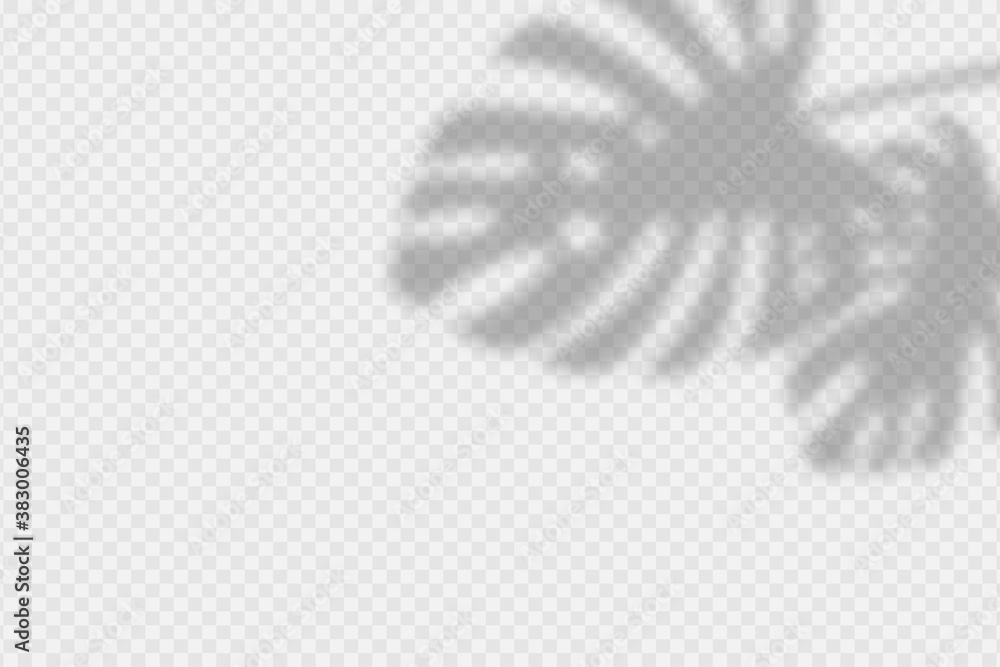 Poster shadow overlay of monstara leaves. transparent overlay shadow effect from palm leaf. realistic soft 