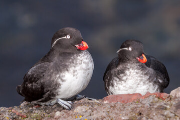 Parakeet Auklets (Aethia psittacula) at St. George Island, Pribilof Islands, Alaska, USA