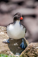 Parakeet Auklet (Aethia psittacula) at St. George Island, Pribilof Islands, Alaska, USA