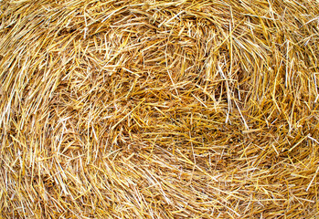 Bales of straw are illuminated by the sun.