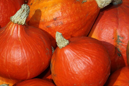 close-up giant pumpkin hokkaido, lat.cucurbita maxima, vegan food, vegetarian food,