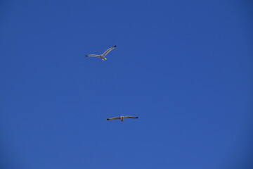 seagull flying in the blue sky