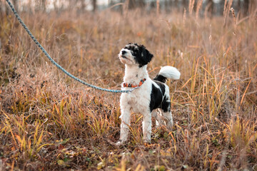 Cute poodle mix breed dog posing on leash in autumn nature