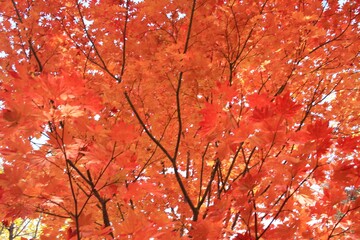 赤く色づいた紅葉