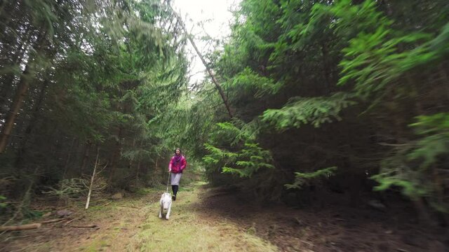 A woman in a pink puffer jacket walking her miniature bull terrier in the forest The trail is surrounded by high pine trees. The small dog is enjoying the walk,  sniffing and curiously looking around.