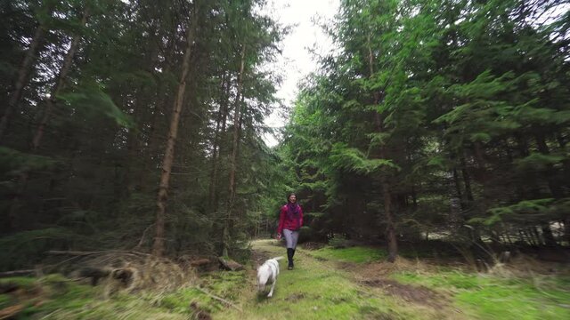 A woman wearing a pink puffer jacket walking her miniature bull terrier on the forest trail. The trail is surrounded by high pine trees. The small dog is enjoying the walk,  sniffing the forest floor.