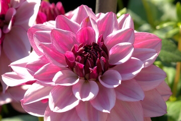Dahlienblüte
