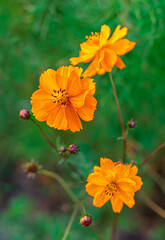 Orange flowers cosmos in the autumn garden. Beautiful floral background. Close up. Selective focus.