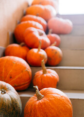pumpkins on the stairs. the concept of Halloween