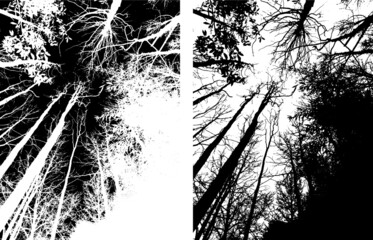 Tree trunk grain wood grain texture mottled abstract vector black and white monochrome material background forest situation tree trunk tree root sky up shot