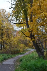 autumn in the park